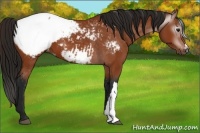 Horse Color:Gray Bay Snowcap 