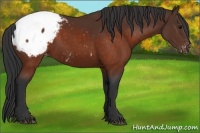 Horse Color:Brown Snowcap 