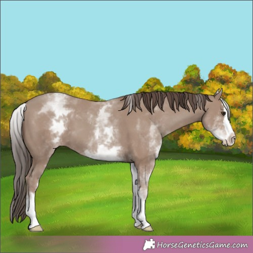 Horse Color:White Spotted Classic Champagne Splash 