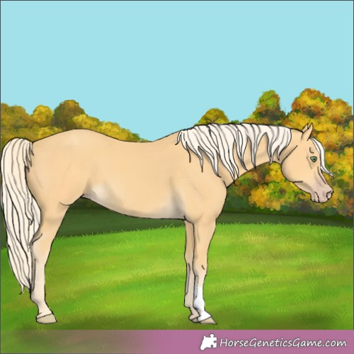 Horse Color:Gold Cream Champagne 