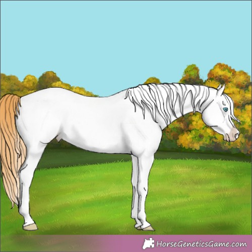 Horse Color:White Spotted Gold Champagne Splash 