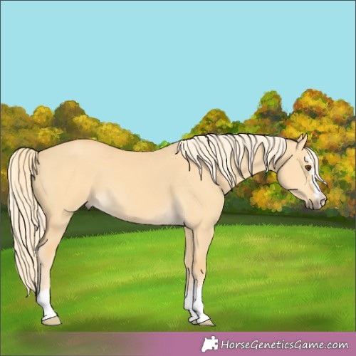 Horse Color:Palomino Dun 