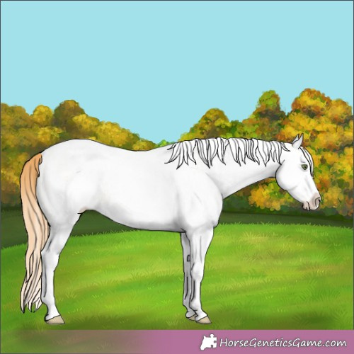 Horse Color:White Spotted Gold Champagne Dun Splash Rabicano 
