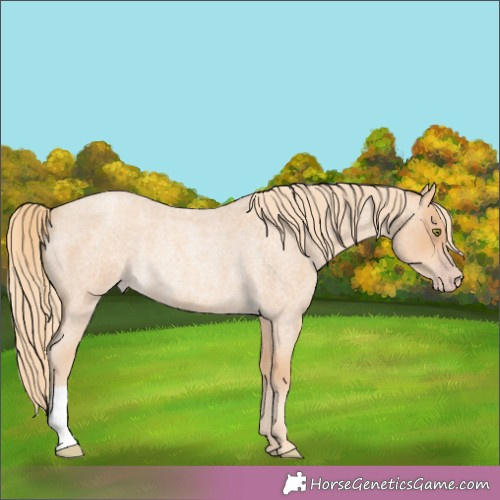 Horse Color:Gold Champagne Roan Rabicano 
