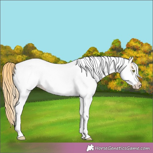 Horse Color:White Spotted Gold Champagne Roan 
