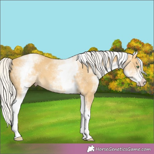 Horse Color:White Spotted Silver Amber Cream Champagne 