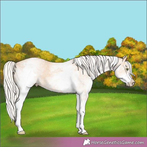 Horse Color:White Spotted Silver Amber Champagne Dun 