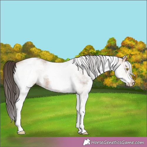 Horse Color:White Spotted Amber Champagne Rabicano 