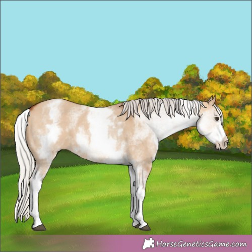 Horse Color:White Spotted Silver Brown Dun 