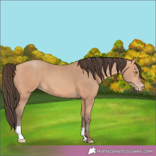 Horse Color:Amber Champagne 
