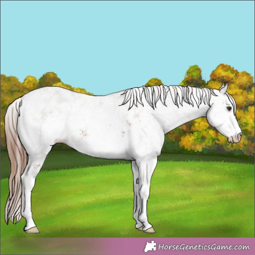 Horse Color:White Spotted Chestnut 