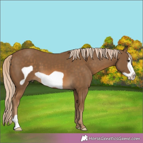 Horse Color:Chocolate Palomino Frame 