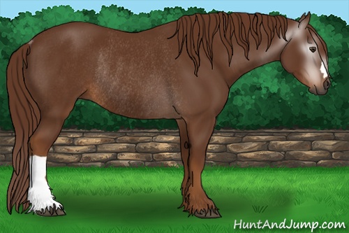 Horse Color:Gray Chestnut Rabicano