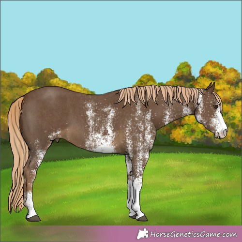 Horse Color:White Spotted Chocolate Palomino 