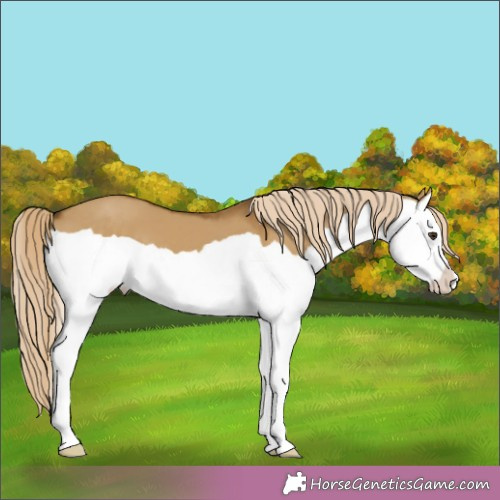 Horse Color:Chocolate Palomino Dun Splash 