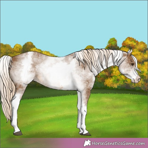 Horse Color: White Spotted Chocolate Palomino 