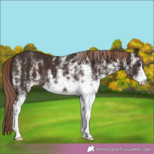 Horse Color:White Spotted Liver Chestnut