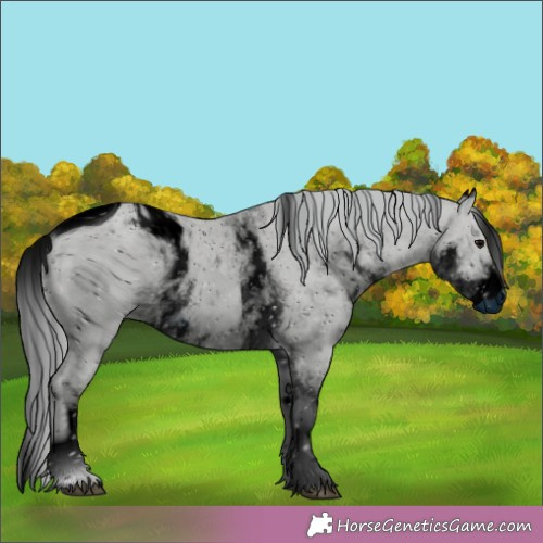 Horse Color:ERROR: UNKNOWN ANOMALY