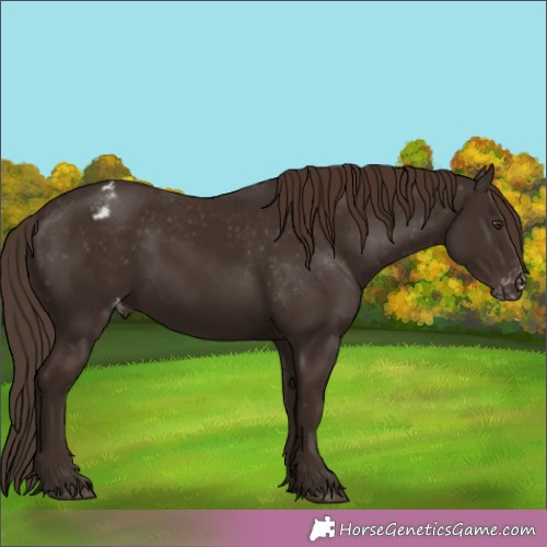 Horse Color:Liver Chestnut Appaloosa 