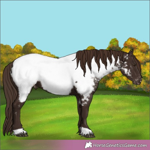 Horse Color:Liver Chestnut Appaloosa 