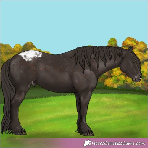 Horse Color:Liver Chestnut Appaloosa 