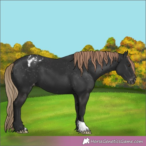 Horse Color:Liver Chestnut Appaloosa 