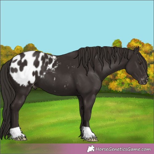 Horse Color:Liver Chestnut Appaloosa 
