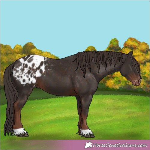 Horse Color:Liver Chestnut Appaloosa 