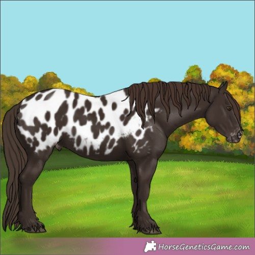 Horse Color:Liver Chestnut Appaloosa 