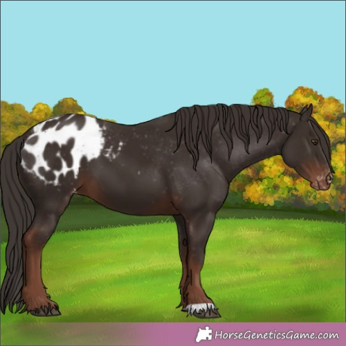 Horse Color:Liver Chestnut Appaloosa 