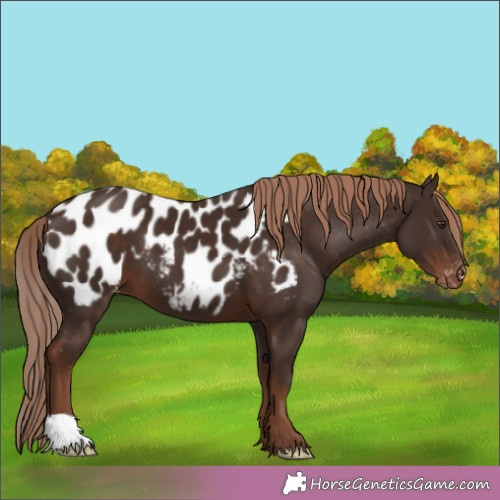 Horse Color:Liver Chestnut Appaloosa 