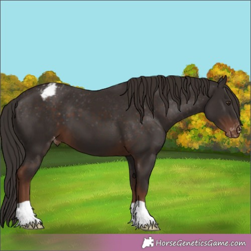 Horse Color:Liver Chestnut Appaloosa 
