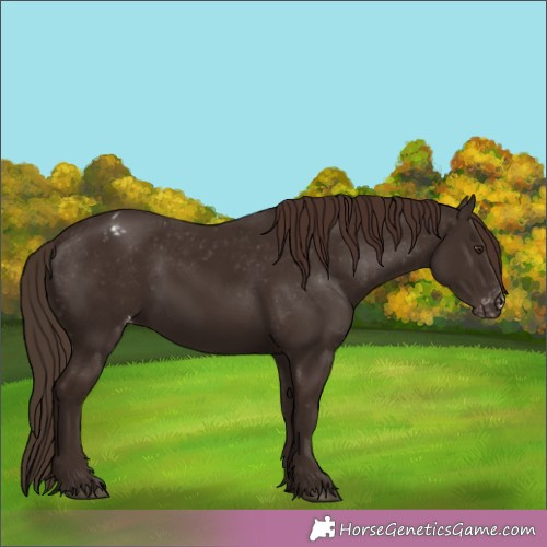 Horse Color:Liver Chestnut Appaloosa 