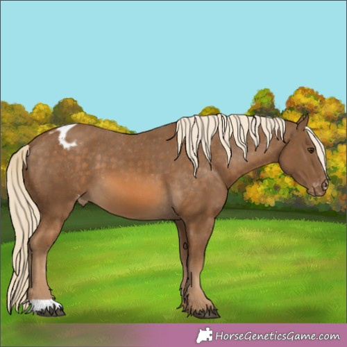 Horse Color:Chocolate Palomino Appaloosa 