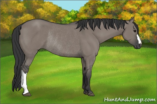 Horse Color: Grullo Rabicano 