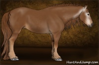 Horse Color:Gray Chestnut 