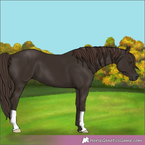 Horse Color: Liver Chestnut 