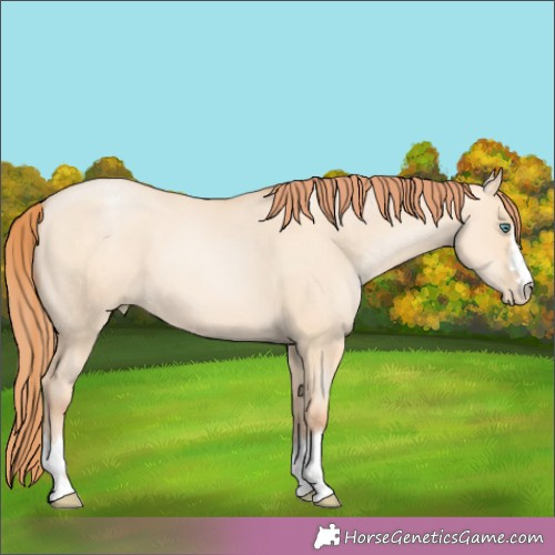 Horse Color:Classic Champagne Pearl Dun 
