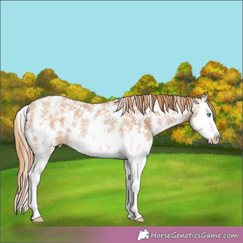 Horse Color:Bay Pearl Sabino Splash Appaloosa Rabicano 