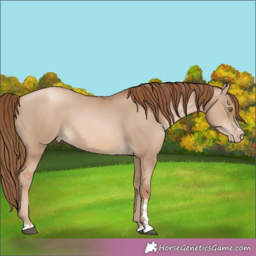 Horse Color:Liver Red Dun Pearl