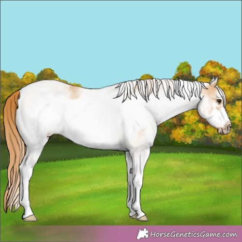 Horse Color:White Spotted Red Dun Frame 