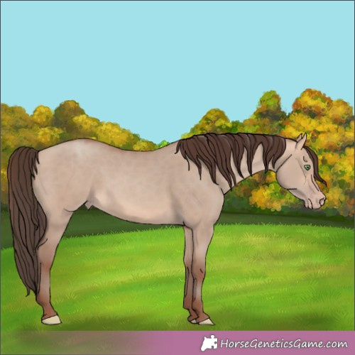 Horse Color:Amber Champagne Dun 