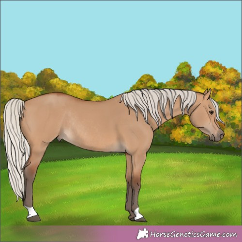 Horse Color:Silver Bay Dun Rabicano 