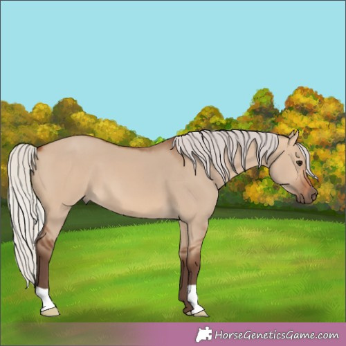 Horse Color:Silver Brown Dun