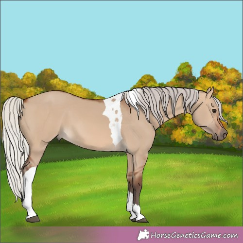 Horse Color:Silver Brown Dun Tobiano 