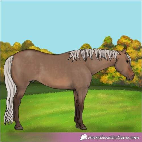 Horse Color:Silver Brown Dun 