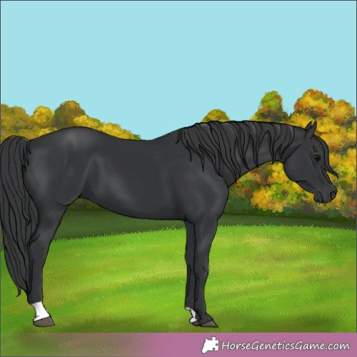 Horse Color:Black 