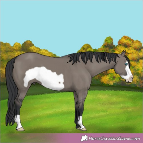 Horse Color:Grullo Frame 