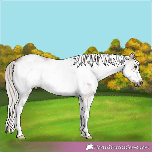 Horse Color:White Spotted Silver Grullo Frame 