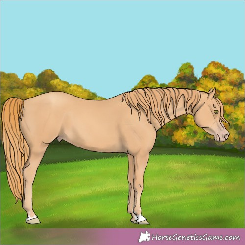 Horse Color:Gold Champagne 